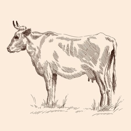 A cow stand on the grass in a pasture. Pencil sketch drawing isolated on a beige background.のイラスト素材