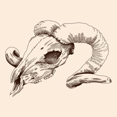 Old skull of a domestic horned ram animal with broken teeth.のイラスト素材