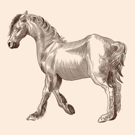 A thin horse without a saddle. Vector image of a medieval engraving on a beige background.のイラスト素材