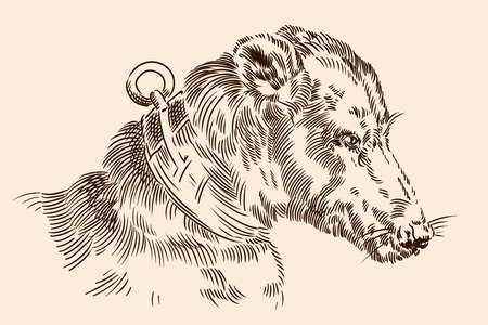 The muzzle of a dog with a collar. Vector image of a medieval engraving on a beige background.のイラスト素材