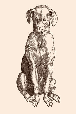 Hound breed dog is sitting. Vector image of a medieval engraving on a beige background.のイラスト素材