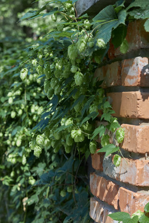 Climbing green hop plant with cones on a brick wall