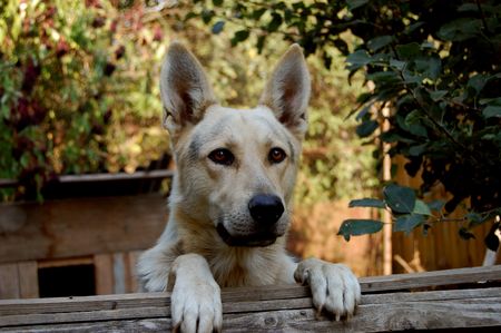 Guarding dog