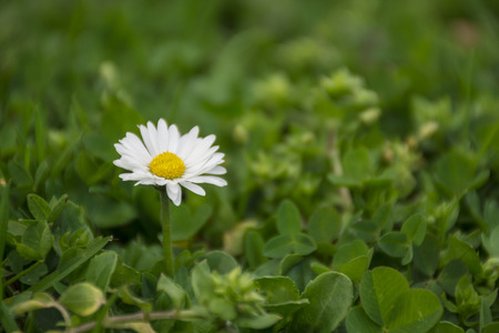 Daisy (marguerite) flower in the parkの写真素材