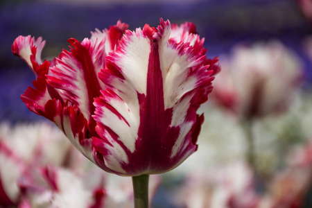 Beautiful Burgundi tulip, Tulip 'Flaming Parrot' flower springの写真素材