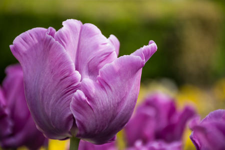 Beautiful Purple tulip, Tulip 'BLUE PARROT' flower springの写真素材