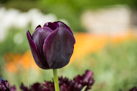 Beautiful Burgundy tulip, Tulip dark purple flower spring