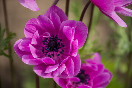 Pink Anemone Coronaria beautiful spring flower, 'Kichesta sasanka'の写真素材