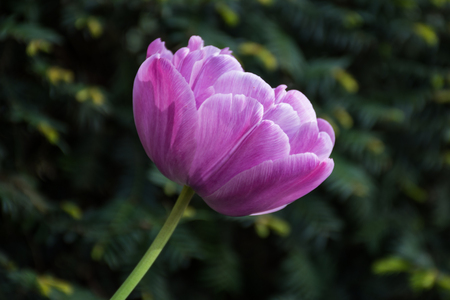 Beautiful Purple tulip, Tulip 'BLUE PARROT' flower springの写真素材