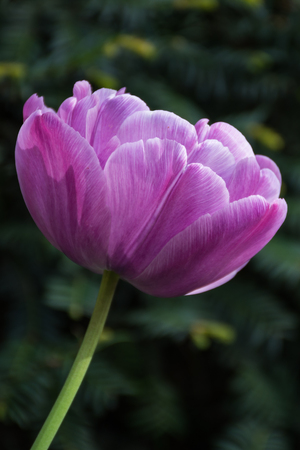 Beautiful Purple tulip, Tulip 'BLUE PARROT' flower springの写真素材
