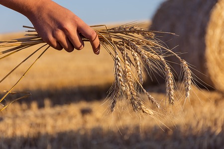 woman hand holding Stalk of wheat in straw hay bale fieldの写真素材