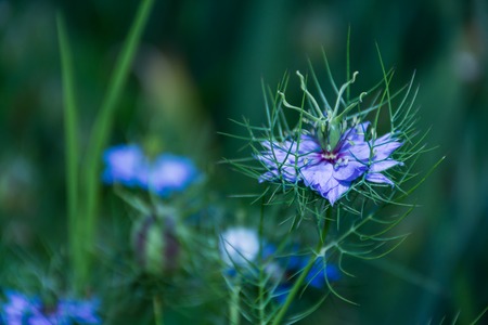 Purple Nigella damascena wild spring flower plantの写真素材
