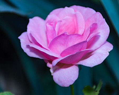 Pink rosa chinensis spring flower plant Japanese roseの写真素材