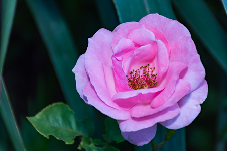 Pink rosa chinensis spring flower plant Japanese roseの写真素材