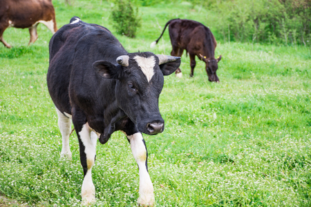 Bulgarian Black White Domestic Cow 'Bos Taurus' mammal Europeanの写真素材