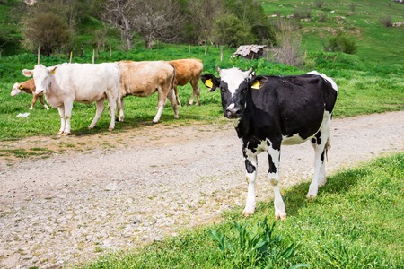 Bulgarian Brown Black White Domestic Cows 'Bos Taurus' mammals European - 09-04-2016 - Bistrets, Bulgariaのeditorial素材