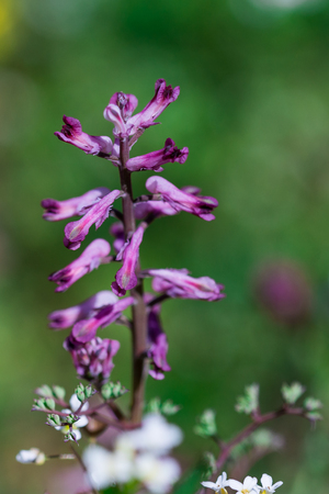 Wild spring purple flower plant Fumitories Fumaria in fieldの写真素材