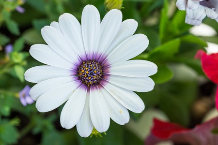 Closeup of white daisybush flower, Osteospermum ecklonis