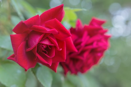 Red Wild Rose - Beautiful flower rosa bloomingの写真素材