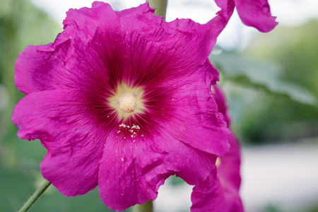 Close up of pink Hollyhock, Alcea rosea blossom wild flower plantの写真素材