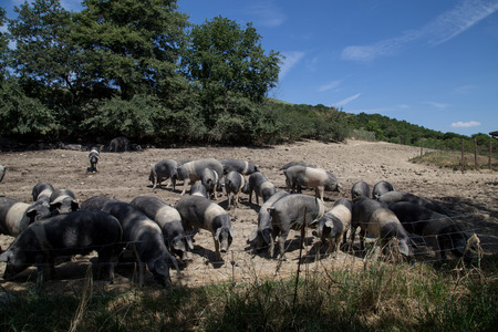 a flock of cinta senese pork on pastureの写真素材