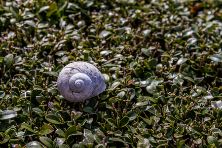 A Snail Resting On A Green Hedgeの写真素材