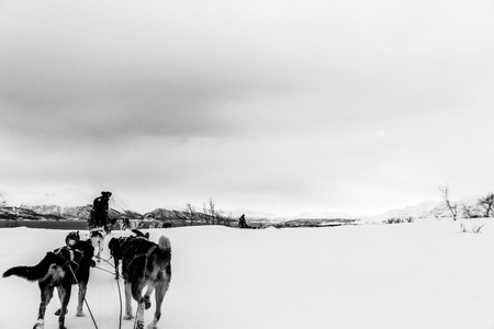 Sled Dogs, Norway Tromsoの写真素材