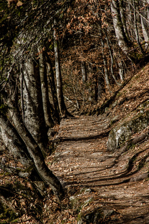 Solitary Path In An Oak Forestの写真素材