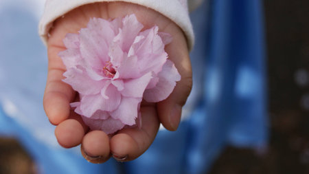 Sakura flowers in your handの素材