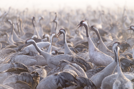 Cranes in a field foraging. Common Crane, Big bird in the natural habitat. A huge flock of cranes on the field in the early morningの写真素材