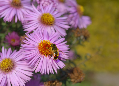 The bee on the pink autumn aster. selective focus on the bee and center of the flower. negative...