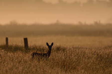 Roe deer female standing in meadow in morning light, sunrise, summer, north rhine westphalia, germany, (capreolus capreolus)の写真素材