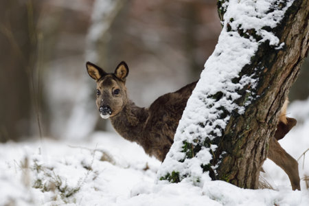 Roe deer female standing on forest meadow in snow and looking, winter, lower saxony, germany, (capreolus capreolus)の写真素材