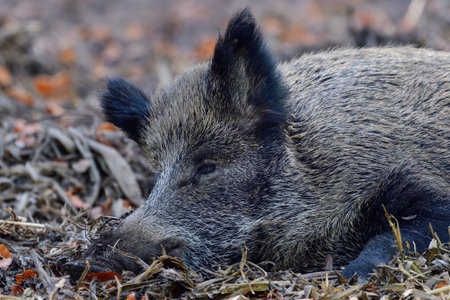 Wild boar female sleeping relaxed on forest floor, head portrait, autumn, lower saxony, (sus...