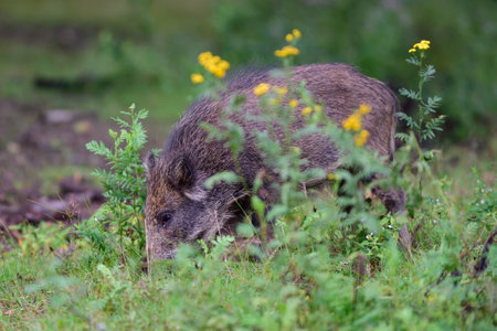 Wild boar young animals looking for food on the forest meadow, summer, lower saxony, (sus scrofa), germanyの写真素材