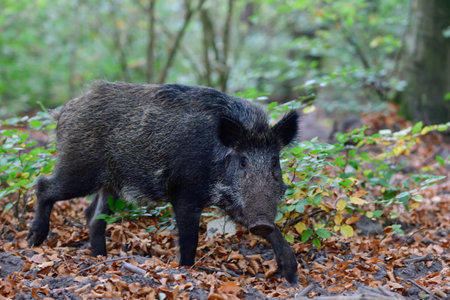 Wild boar young animal foraging in autumn forest, autumn, lower saxony, (sus scrofa), germanyの写真素材