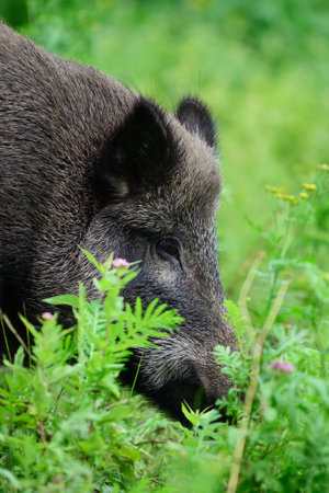 Wild boar female stands in summer forest and looks for food, head portrait, Lower Saxony, (sus scrofa), Germanyの写真素材