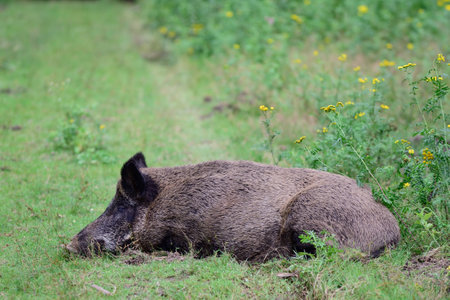 Wild boar female lying on forest meadow and sleeping, summer, lower saxony, (sus scrofa), germanyの写真素材