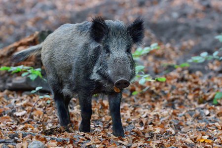 Wild boar foraging in autumn forest, autumn, lower saxony, (sus scrofa), germanyの写真素材