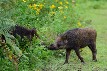 Wild boars greet each other with the nose, summer, lower saxony, (sus scrofa), germanyの写真素材