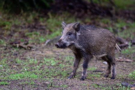 Wild boar piglet stands in summer forest and looks attentively, Lower Saxony, (sus scrofa), Germanyの写真素材
