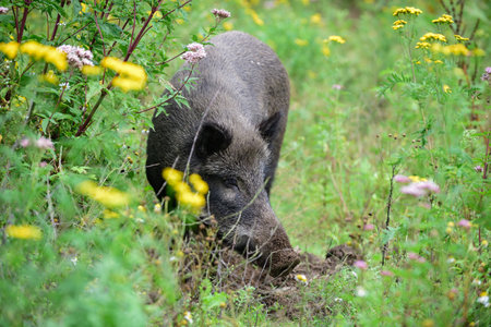 Wild boar female burrows in forest soil for food, summer, lower saxony, (sus scrofa), germanyの写真素材