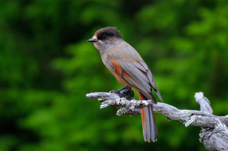 Siberian jay sitting on a knot, sweden, (perisoreus infaustus)の写真素材
