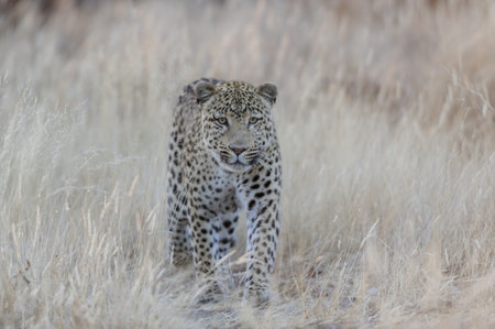 Leopard is looking for catch, grassland, Namibia, (Panthera pardus)の写真素材