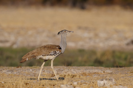 Kori bustard, etosha national park, namibia, (ardeotis kori)の写真素材