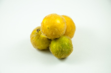 Solanum feroxの写真素材