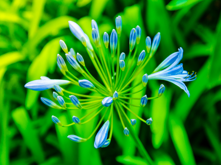 African Lily Inflorescence delicate, blue flowers on a background of foliageの写真素材