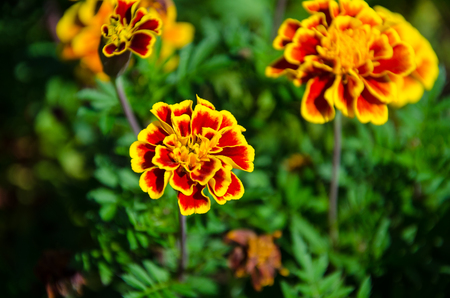 Beautiful Yellow Red Carnation with Green Background Wallpaper Textureの写真素材