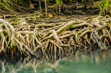 Beautiful  Mangrove Root on Water Background