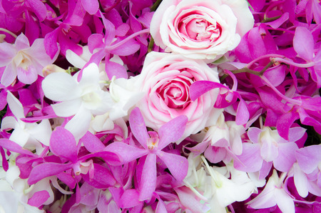 Beautifu Freshl Rose and Orchid Pink Flower. Pink Flower is famous to be gift in Valentine Festival . Can use for Wallpaper, Background and Texture.の写真素材